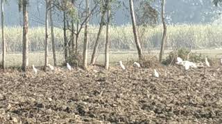 Bagula, Egret, Heron During Ploughing Fields