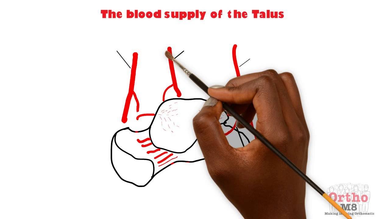Basic sciences - Blood supply of the Talus video phone beyonce mp3