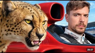 Worlds Fastest Car Vs Cheetah