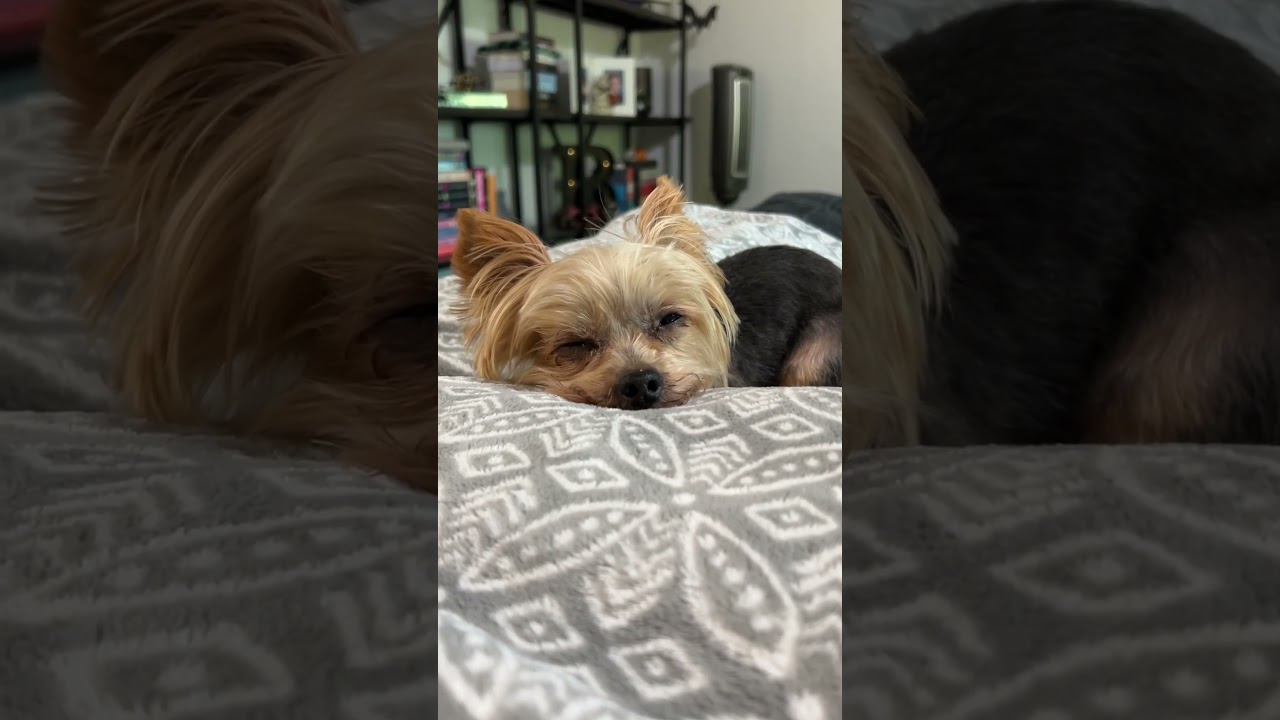 HOW TO MAKE YOUR DOG FALL ASLEEP!!! (like magic)