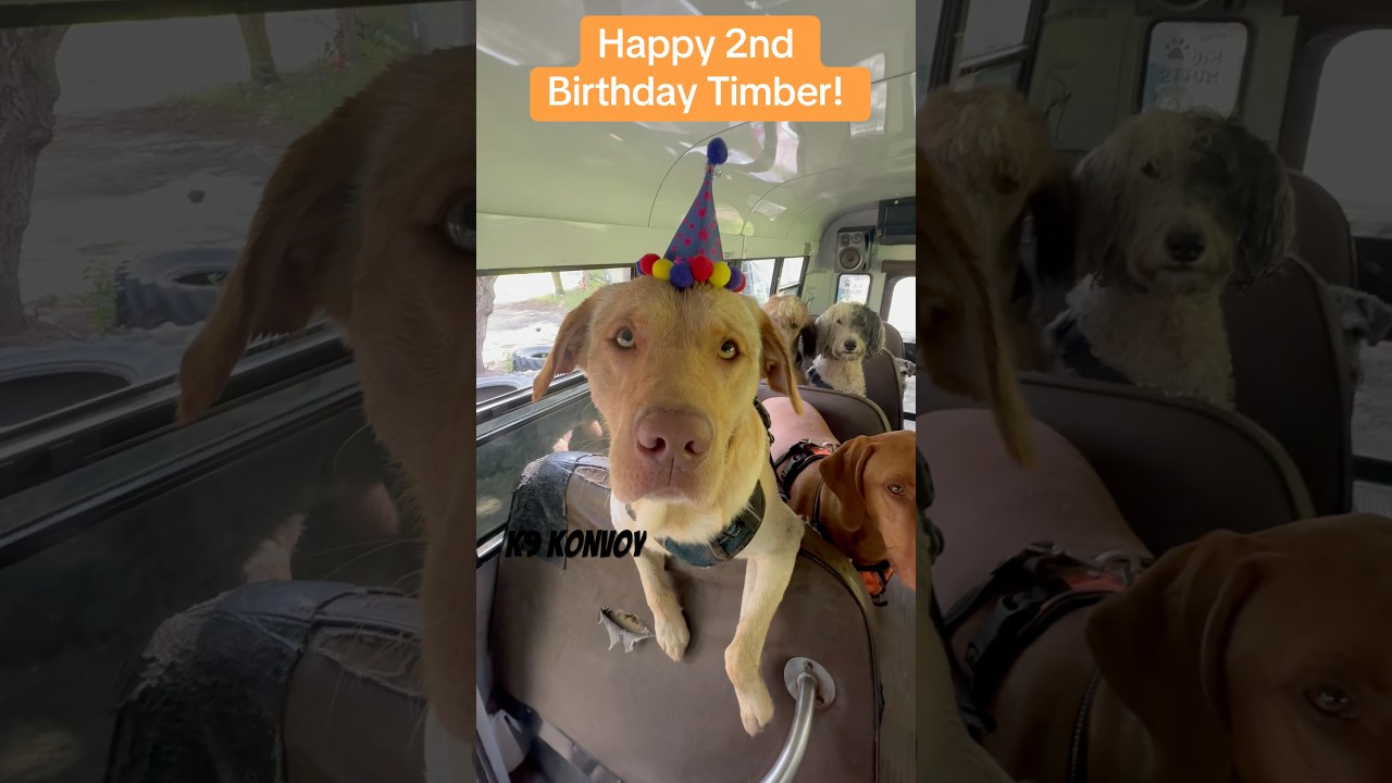 С 2-м днём рождения, Тимбер! 🧡🐾 