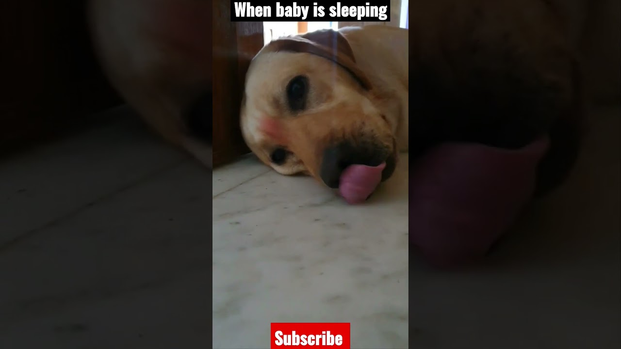 WHEN LABRADOR DOG IS SLEEPING🤣 