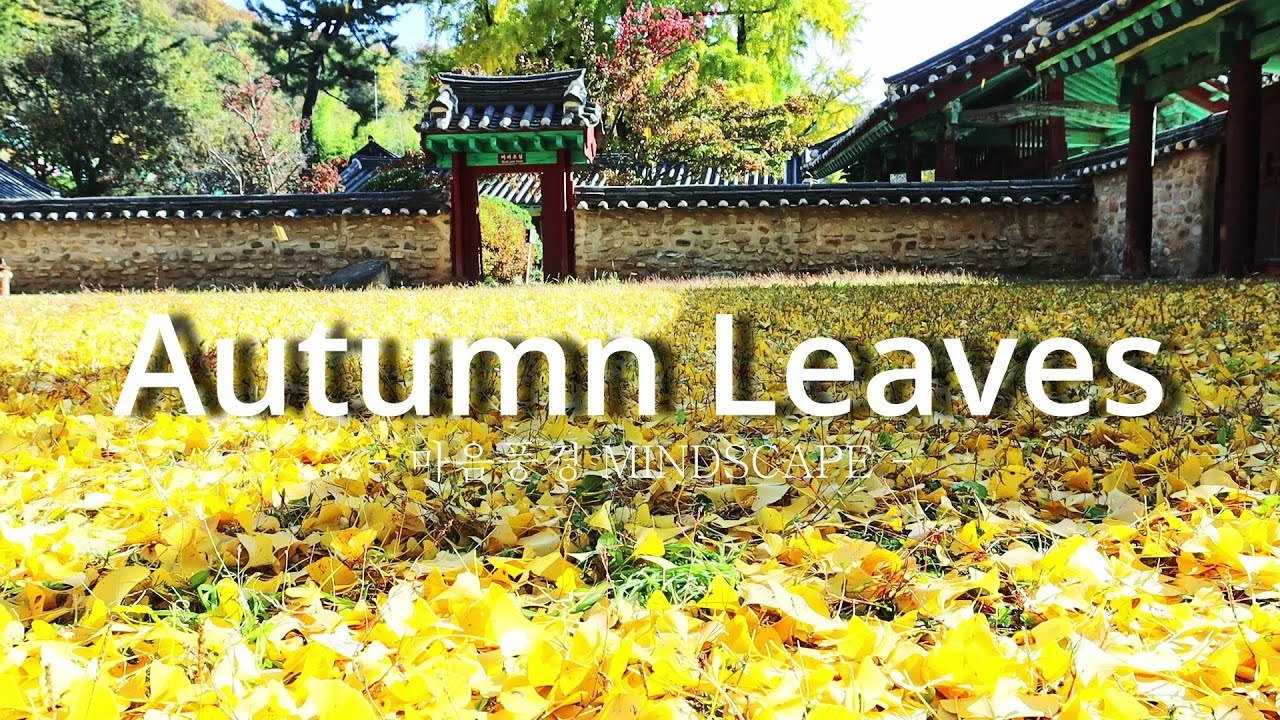 Autumn Leaves #가을 #단풍 #한옥 #한옥마을 #autumn #leaves #wind #nature #peace # ...