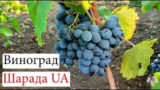 Ультраранний Виноград Шарада UA