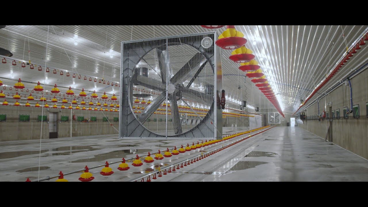 Ferma drobiu do tuczu brojlerów kurzych - nowa inwestycja FERMO