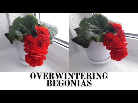 OVERWINTERING BEGONIAS