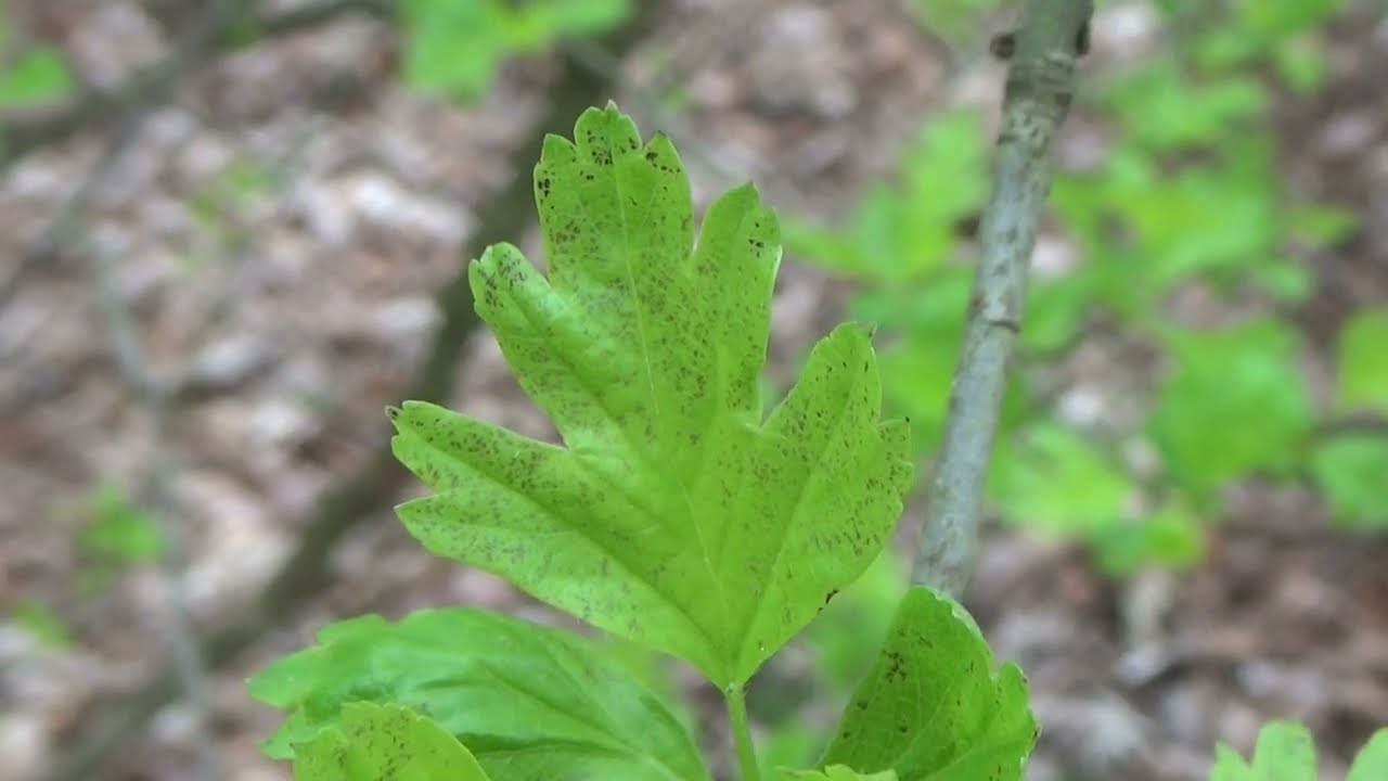 Eenstijlige meidoorn - Crataegus monogyna