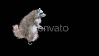 Raccoon Dancing HD | Motion Graphics - Envato elements