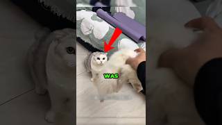 She thought he was gone forever💔🐱 #catshorts