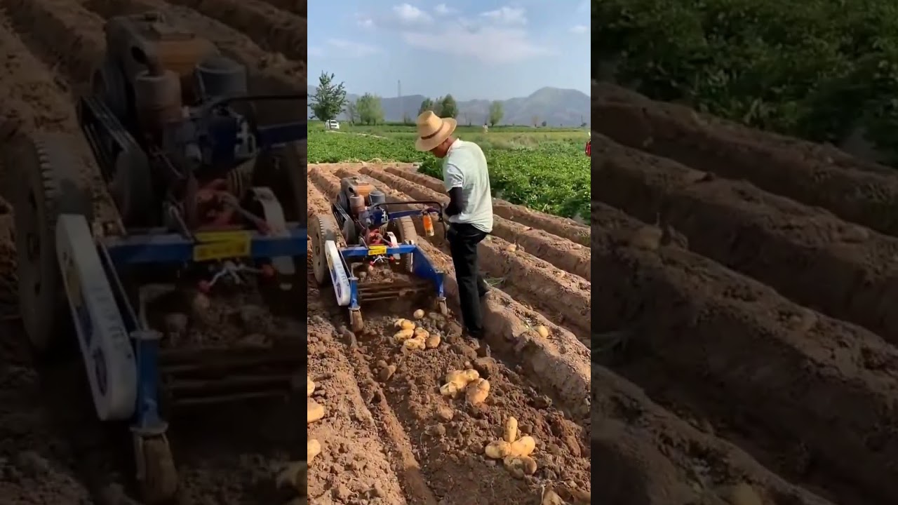 Hi-tech potato harvesting. 🥔 