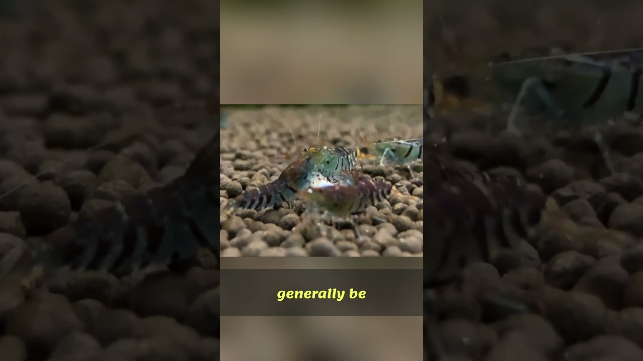 Mystery Snails Plant Eaters: The Truth Revealed!