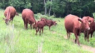 Greg goes into the flerd to examine the grazing pressure on invasive species by the sheep!