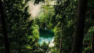 relax next to a river in the congo rainforest - nature sounds screenshot 3
