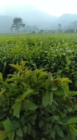 Story' wa di perkebunan teh