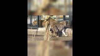 Comparing the size of a male Eurasian lynx with male African leopard