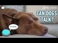 Can Dogs Talk? 🐕 💬  A Deep Dive with Christina Hunger &amp; Federico Rossano | NOVA | PBS