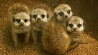 Exploring the World of Meerkats: 10 Fascinating Facts You Need to Know! #meerkat