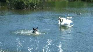 Dog Being Attacked By Swan!!!