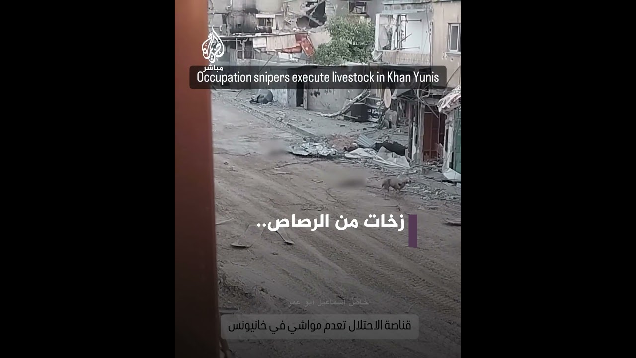 قتلٌ لكل كائن حي.. جنود الاحتلال الإسرائيلي يتعمدون قتل 3 خراف في خان يونس جنوبي قطاع غزة