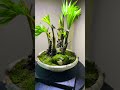 Palm tree #assam #bonsai #plantsofindia #india #nature #naturelovers