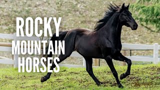Rocky Mountain Horses – Everything You Need to Know