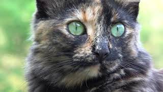 Sony Ax53 4K Test - Iris