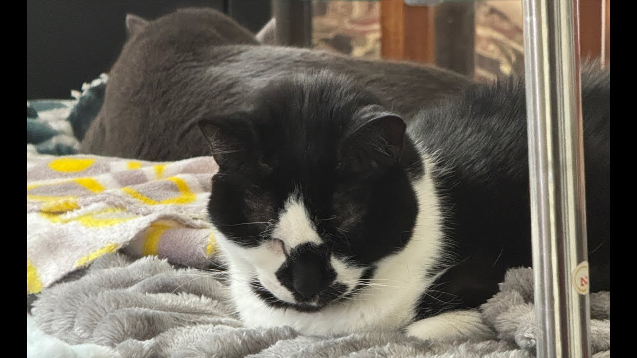 Cat videos JTB Meow Manor: Daily Cat Life