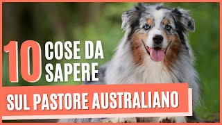 PASTORE AUSTRALIANO curiosità | Cose da sapere prima di prendere un pastore australiano ..