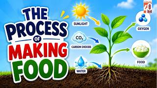 The process of making food | Ratna Sagar | Animated Story