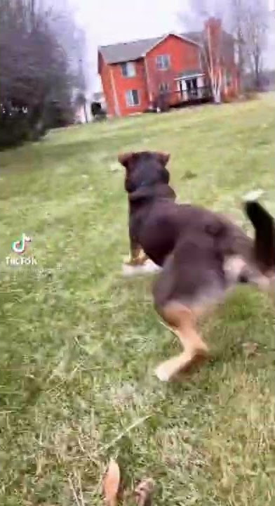 slay slayyyyyyy💃🏻 #tiktok #shorts #tiktokvideo #dogtok #dog