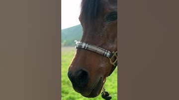 How to Safely Approach & Halter a Horse in Pasture #shorts