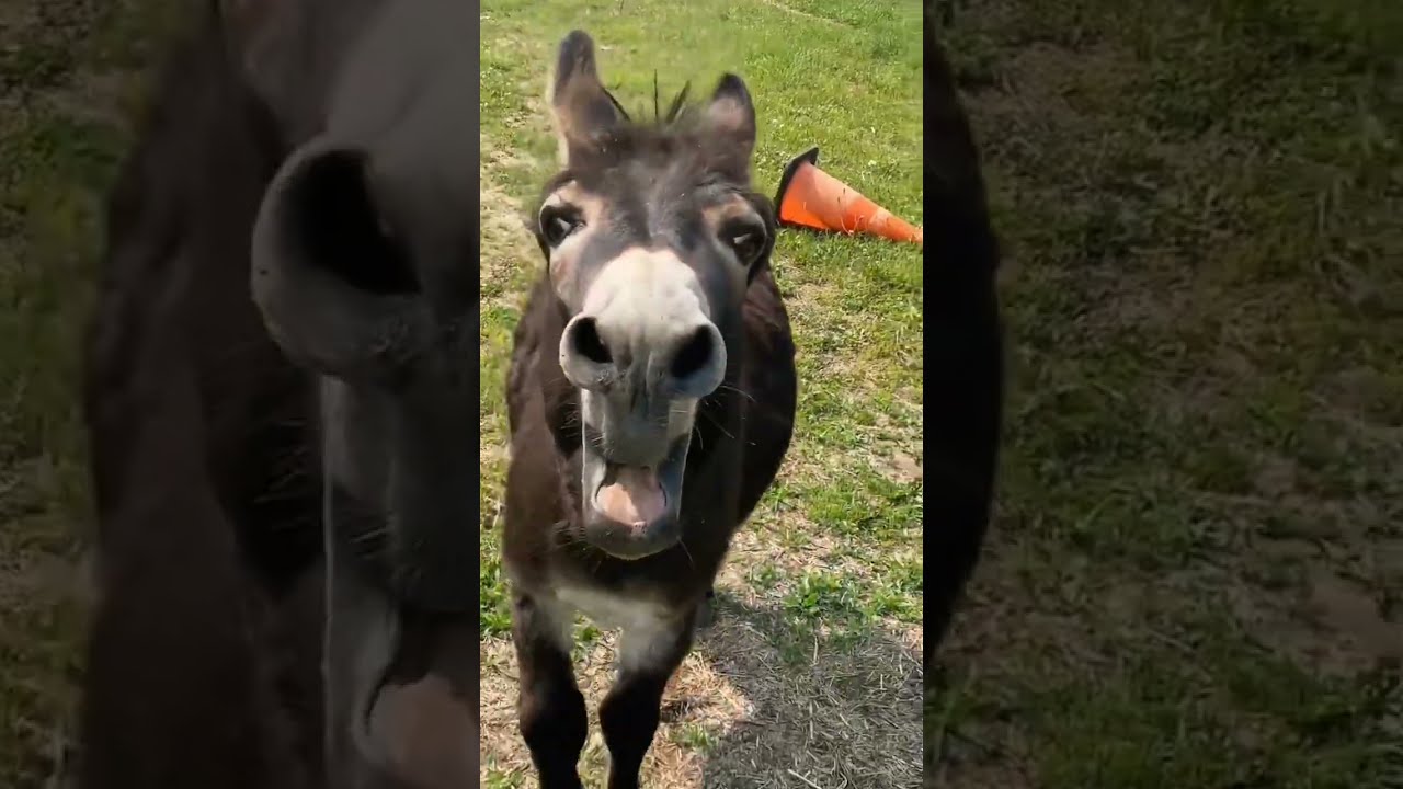 Donkey Funny Sound What Do You Think He Said Viral India Animalsounds