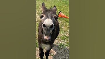 Thumbnail of Donkey funny sound.|What do you think he said?😆 #funny #sound #viral #india #animalsounds #donkey