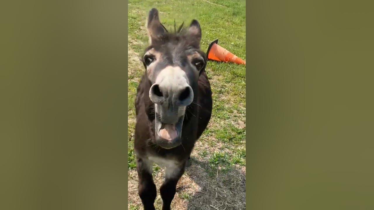 Donkey funny sound.|What do you think he said?😆 #funny #sound #viral #india #animalsounds #donkey