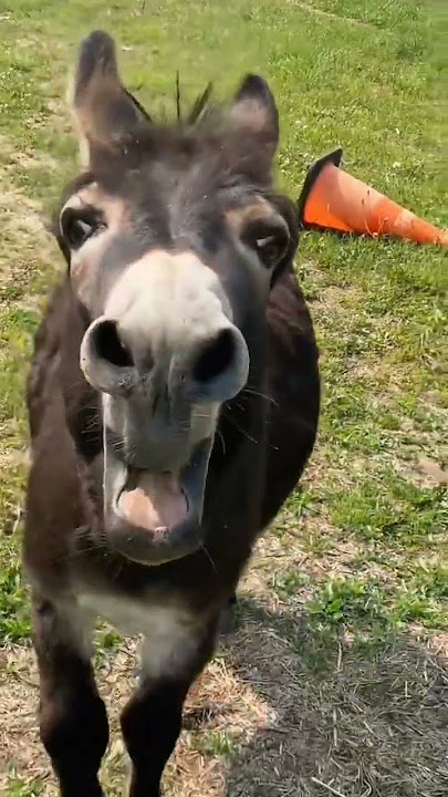 Donkey funny sound.|What do you think he said?😆 #funny #sound #viral #india #animalsounds #donkey