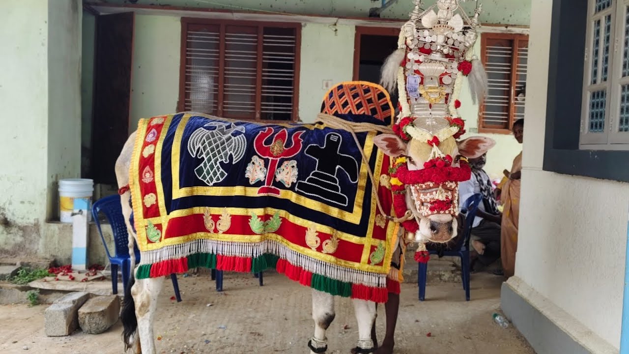 ஓசூர் அருகே கோயில் காளை உயிரிழப்பு - கண்ணீர் மல்க பிரியாவிடை கொடுத்த ...