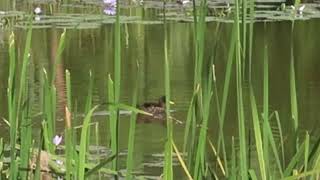 Watch this sinister duck  swallow a crocodile
