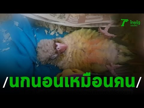 นกสุดแปลกนอนหลับเหมือนคน | 21-03-63 | ตะลอนข่าว
