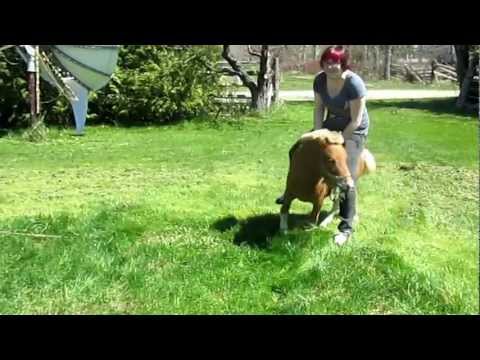 Trying To Ride A Miniature Horse