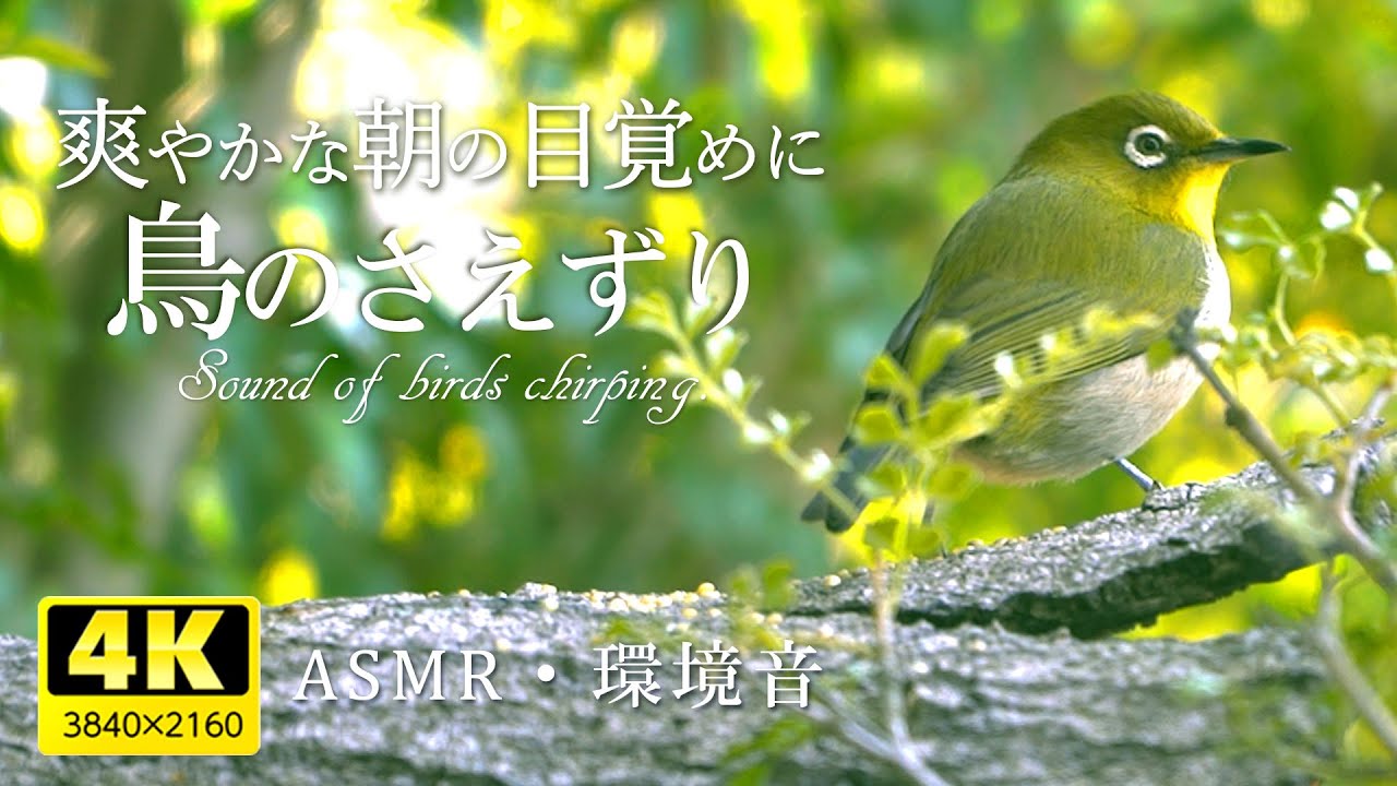 爽やかな朝の目覚めにどうぞ 鳥のさえずり環境音 鳥の鳴声が心を癒してくれます 疲れた心身の回復 リラックス効果 癒し空間作りにどうぞ Healing Videos Natural Sounds Youtube