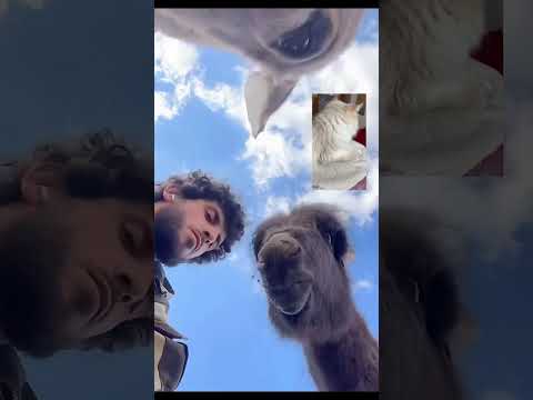 Фермерские истории #тикток #прикольныекоты #shortvideo #shots #shorts
