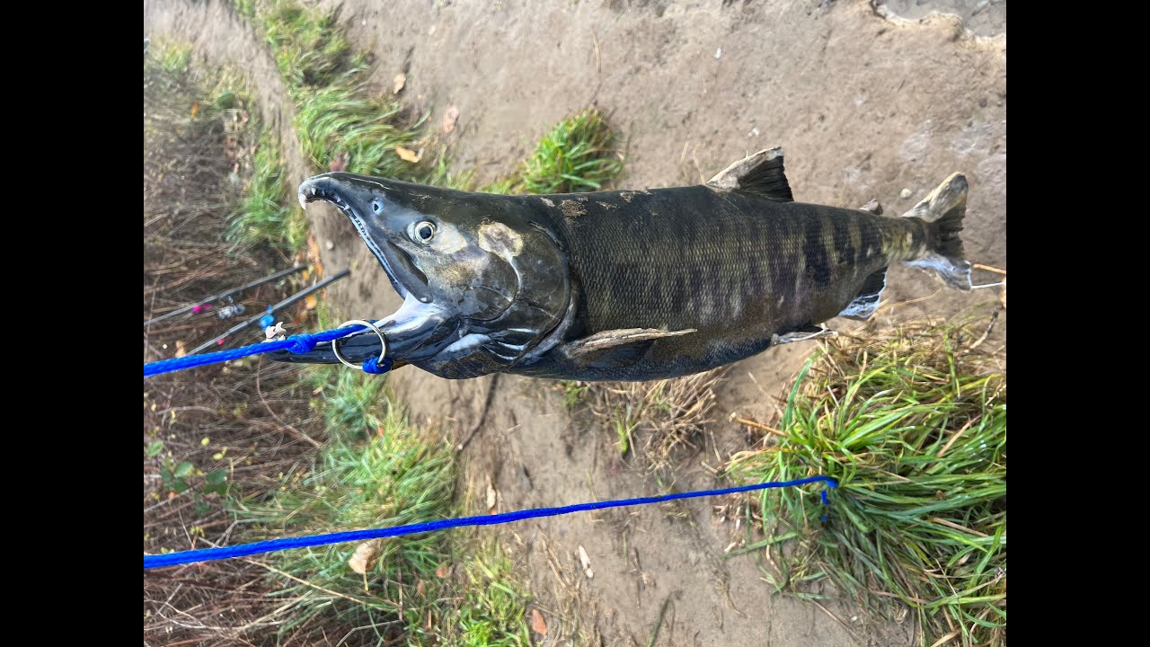 Catching Chum Salmon on Green River (Washington State) 