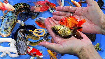 Tổng hợp các video cá cảnh đẹp, vịt con, cá vàng, cá trê, cá thần tiên, cá koi, rùa con