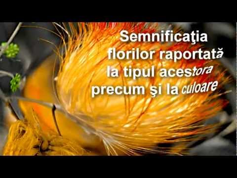 SEMNIFICATIA FLORILOR (HD 1080p)