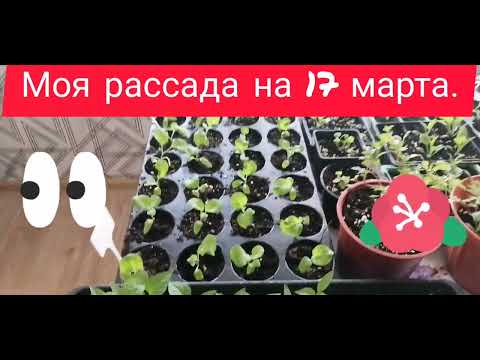 Дача моя рассада