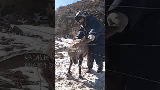 💢牧民解救被铁丝网挂住的岩羊！#Animal 【跟着图尔去旅行】