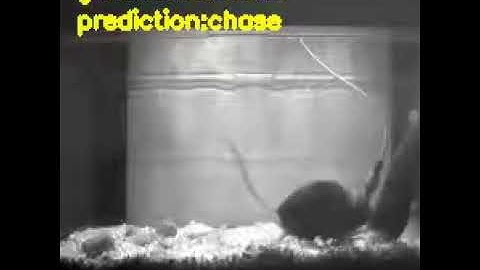 action detection output3