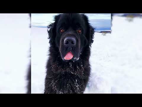 Vidéo: Prendre soin de votre chien âgé de Terre-Neuve