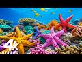 Merveilles sousmarines 4k  musique relaxante  rcifs coralliens poissons et vie marine colore