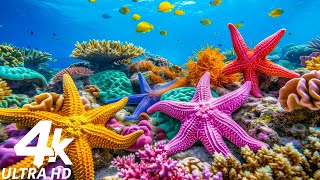 Подводные чудеса 4K — Расслабляющая музыка — Коралловые рифы, рыбы и красочная морская жизнь